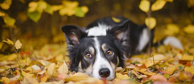 Image Foreningen for uforsikrede eller ukendte hunde (FAH)